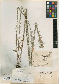 Felicia hyssopifolia subsp. glabra image