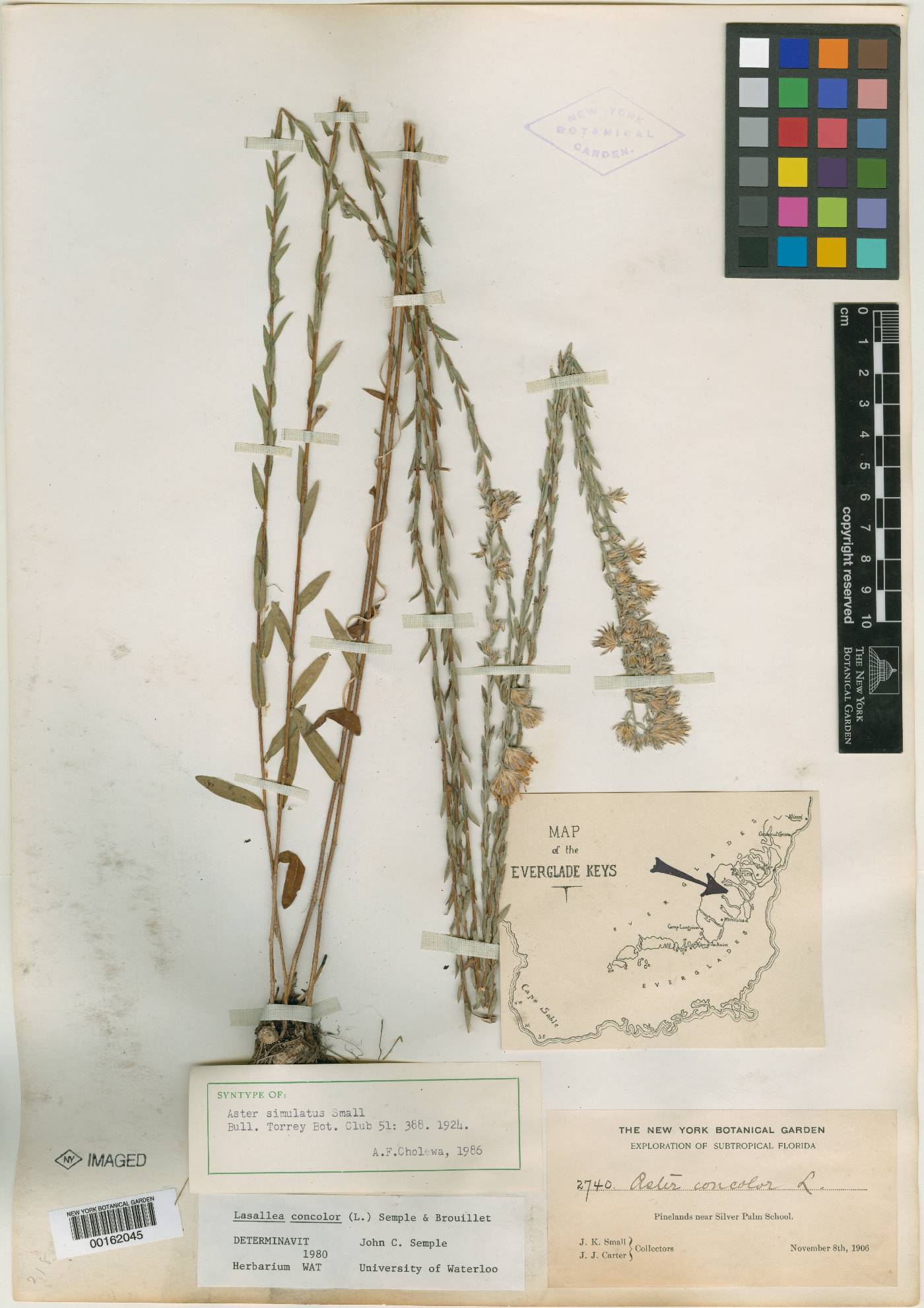 Felicia hyssopifolia subsp. glabra image