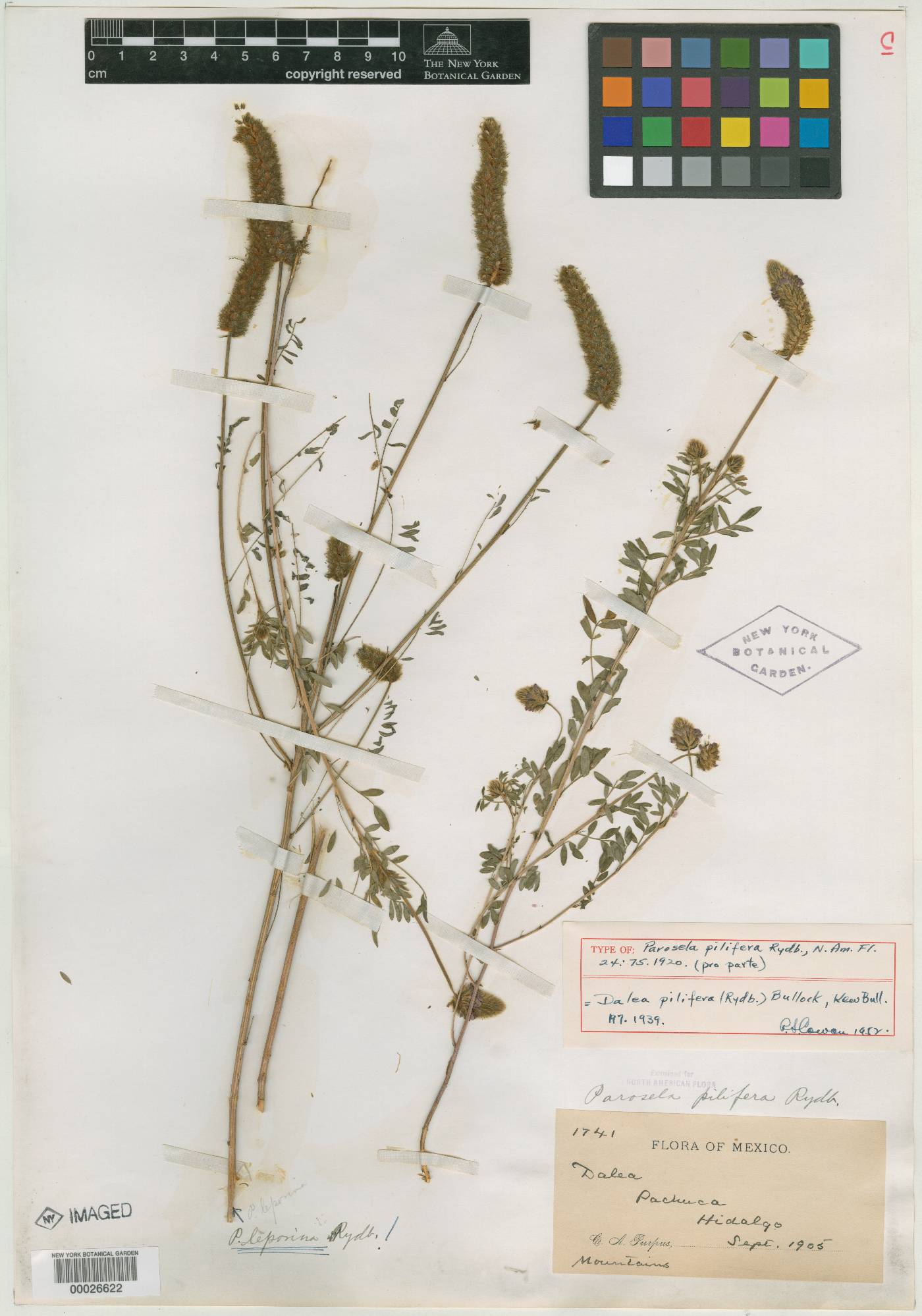 Dalea reclinata image