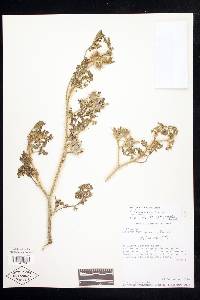 Solanum heterodoxum var. setigeroides image