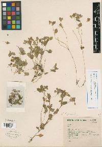 Peperomia hintonii image