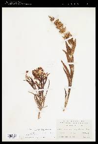 Penstemon angustifolius image