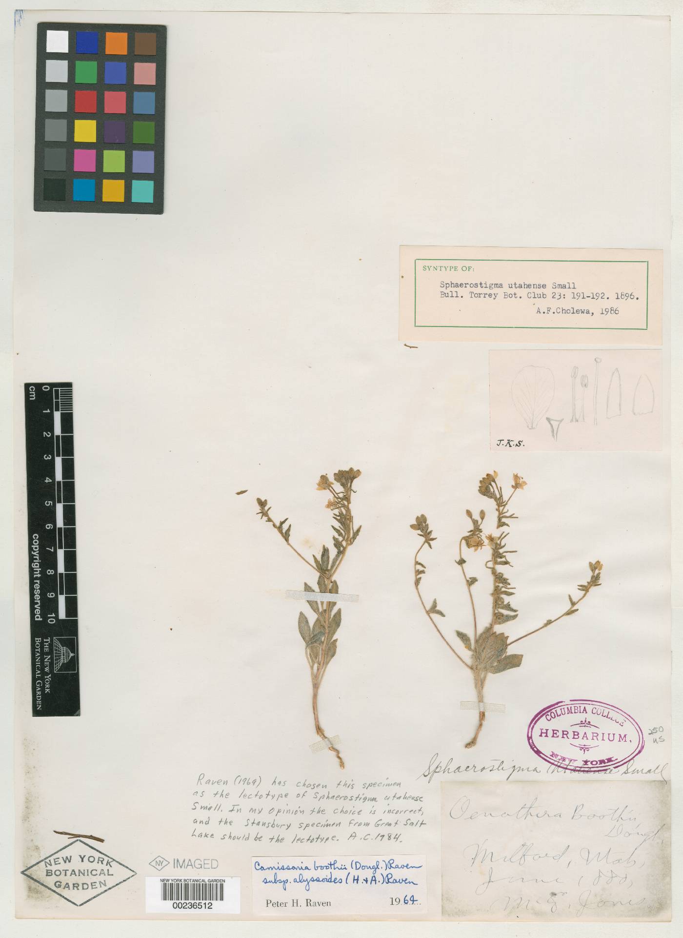 Sphaerostigma utahense image