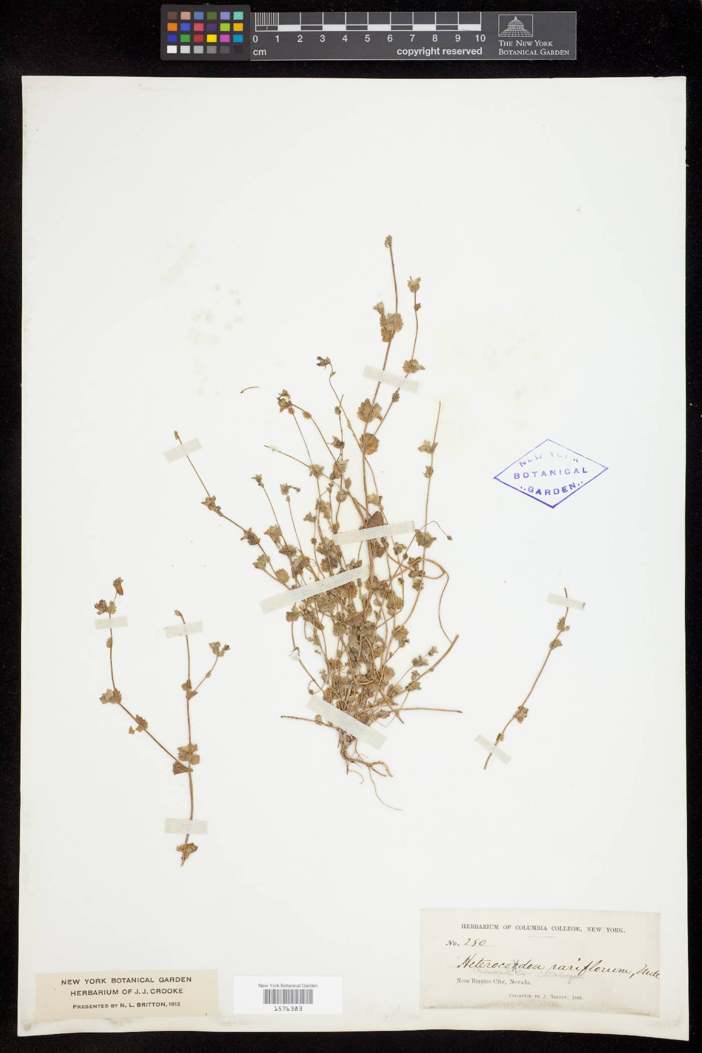 Heterocodon rariflorum image