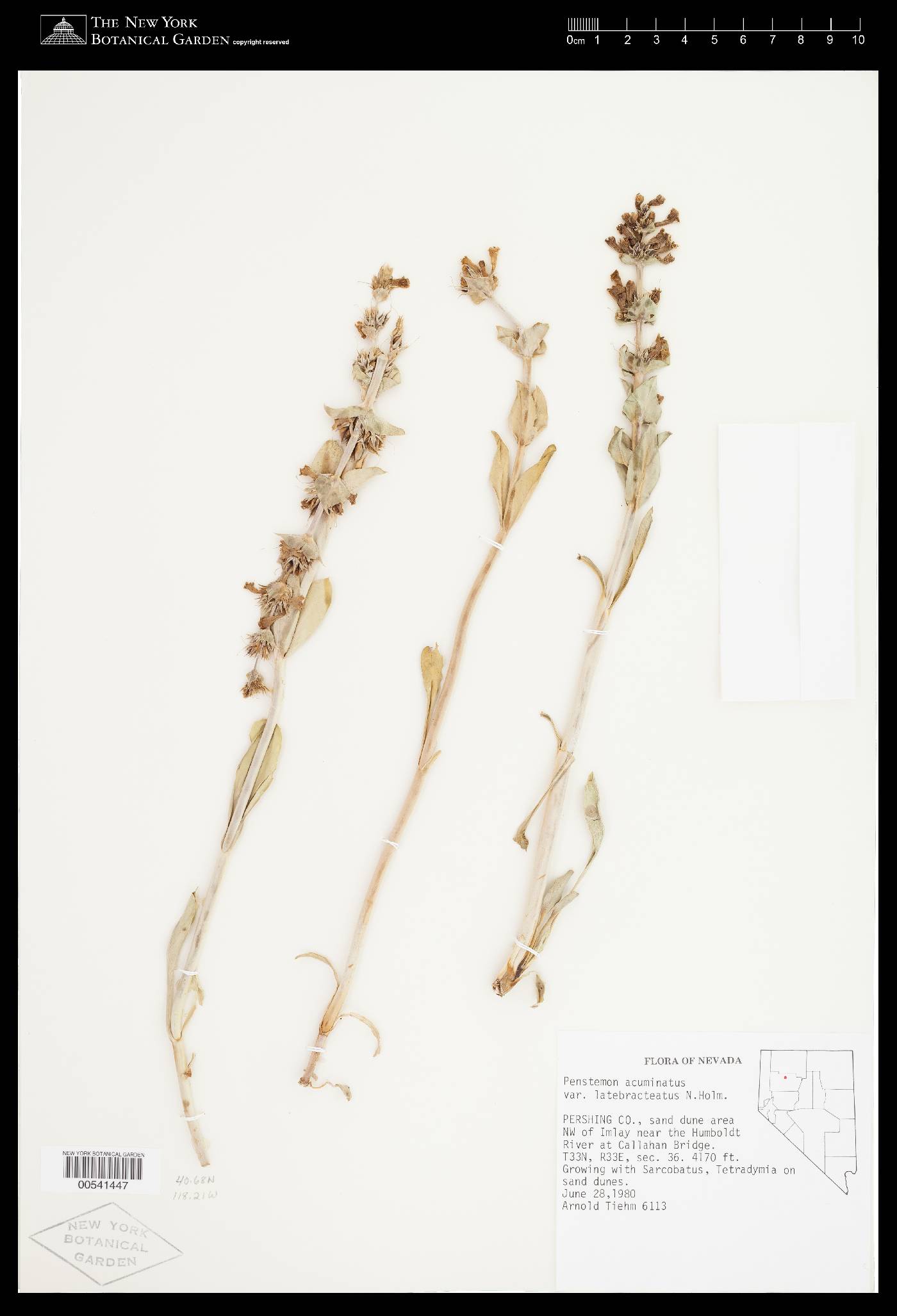 Penstemon acuminatus var. latebracteatus image