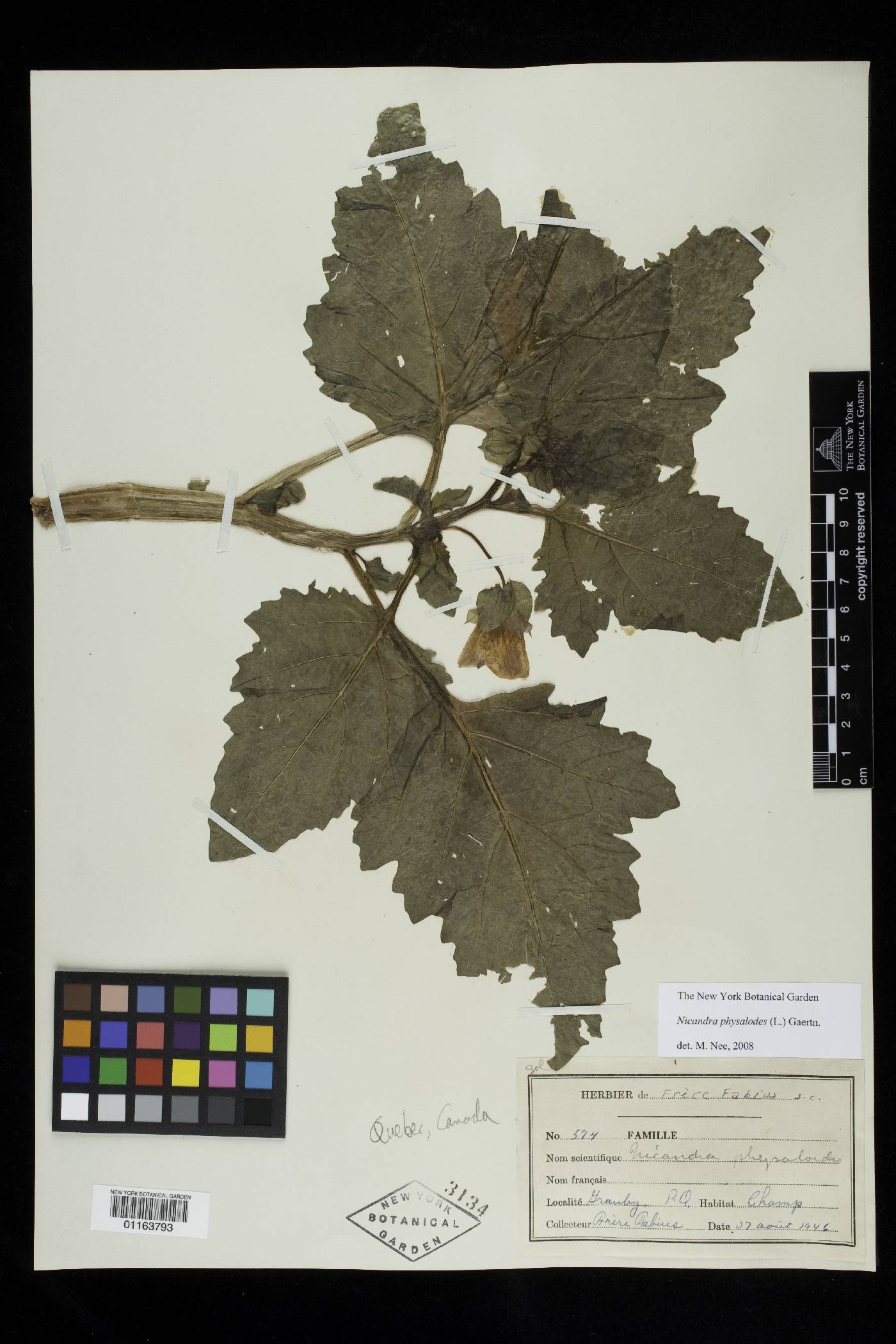 Nicandra physalodes image