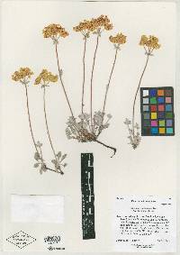 Eriogonum umbellatum var. canifolium image