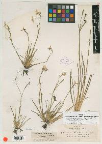 Sisyrinchium atlanticum image