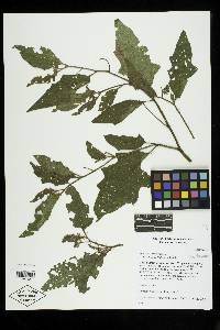 Image Associated With the Occurence