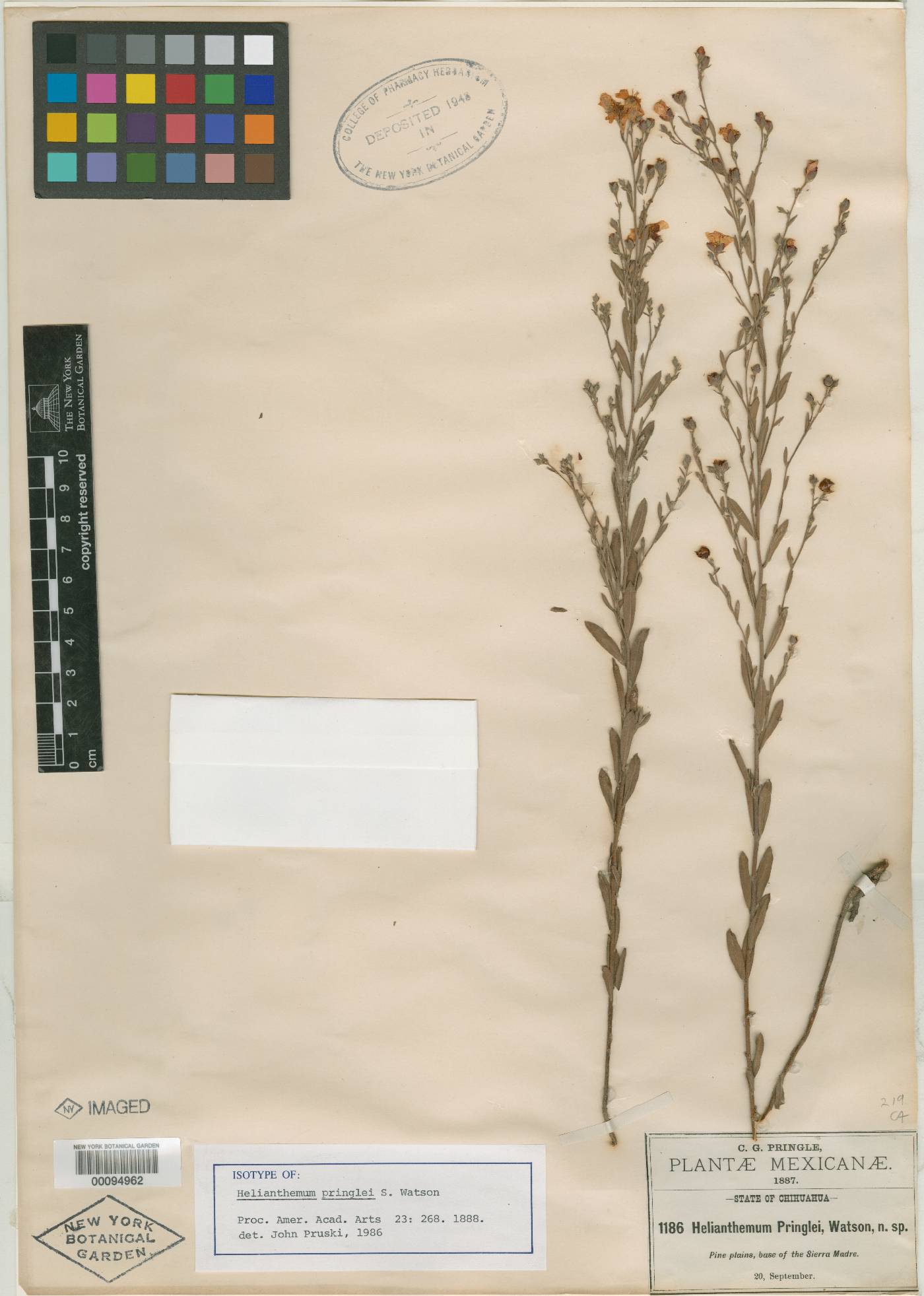 Crocanthemum pringlei image