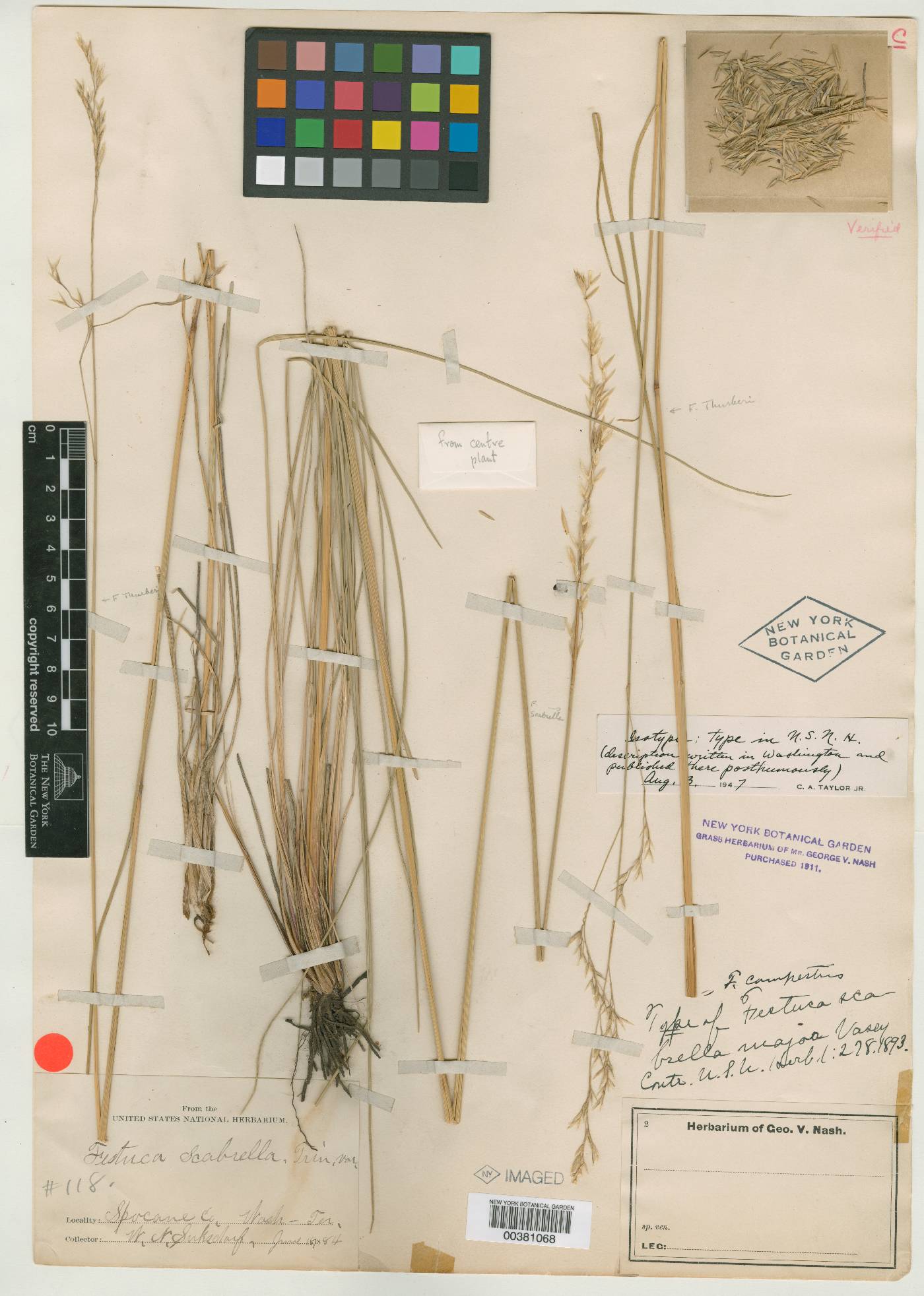 Festuca scabrella var. major image