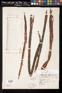 Cassia hintonii image