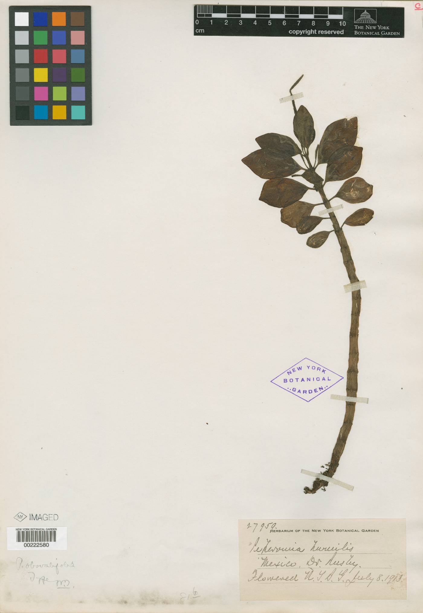 Peperomia obovalifolia image