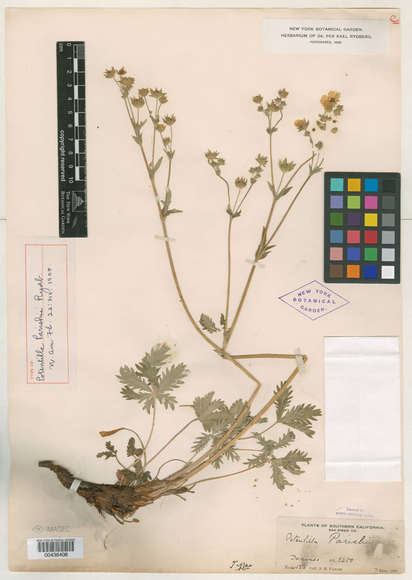 Potentilla parishii image