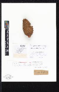 Pinus deflexa image
