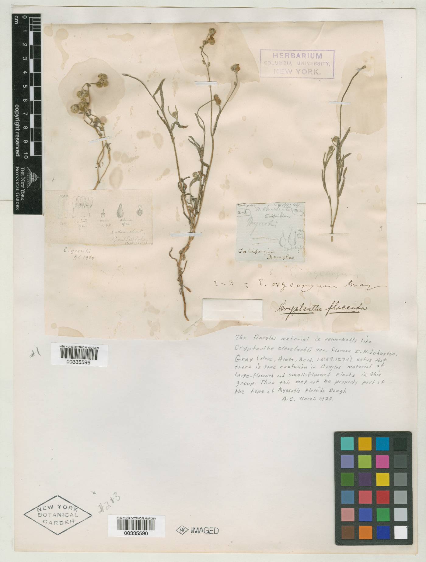 Myosotis flaccida image