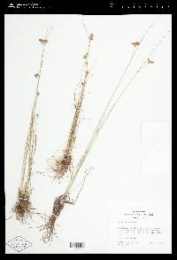 Juncus tenuis var. tenuis image