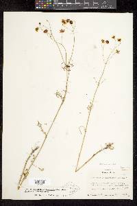 Coreopsis tinctoria image