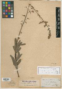 Desmodium hartwegianum image