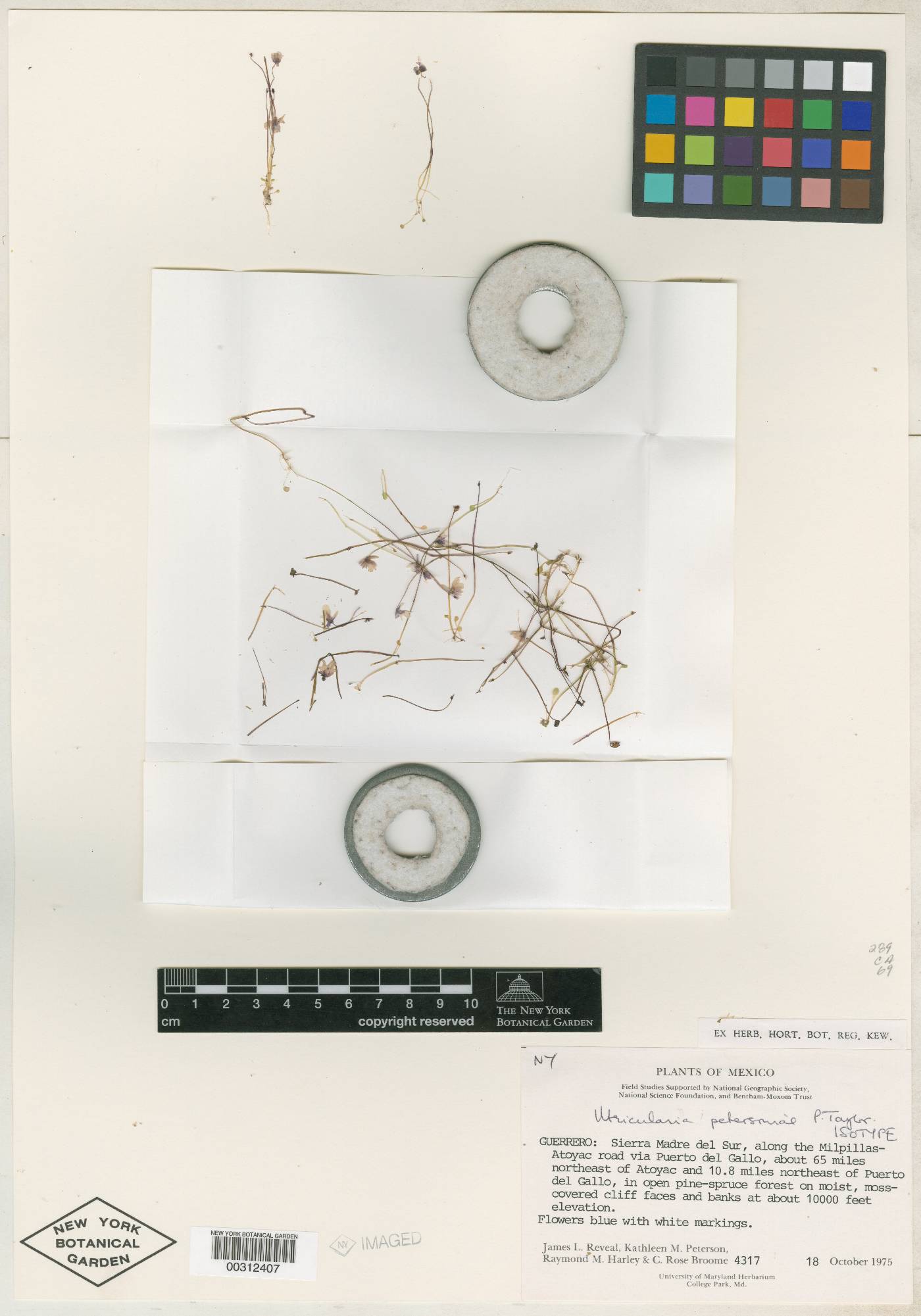 Utricularia petersoniae image