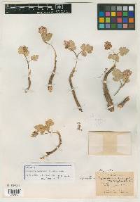 Cymopterus corrugatus image