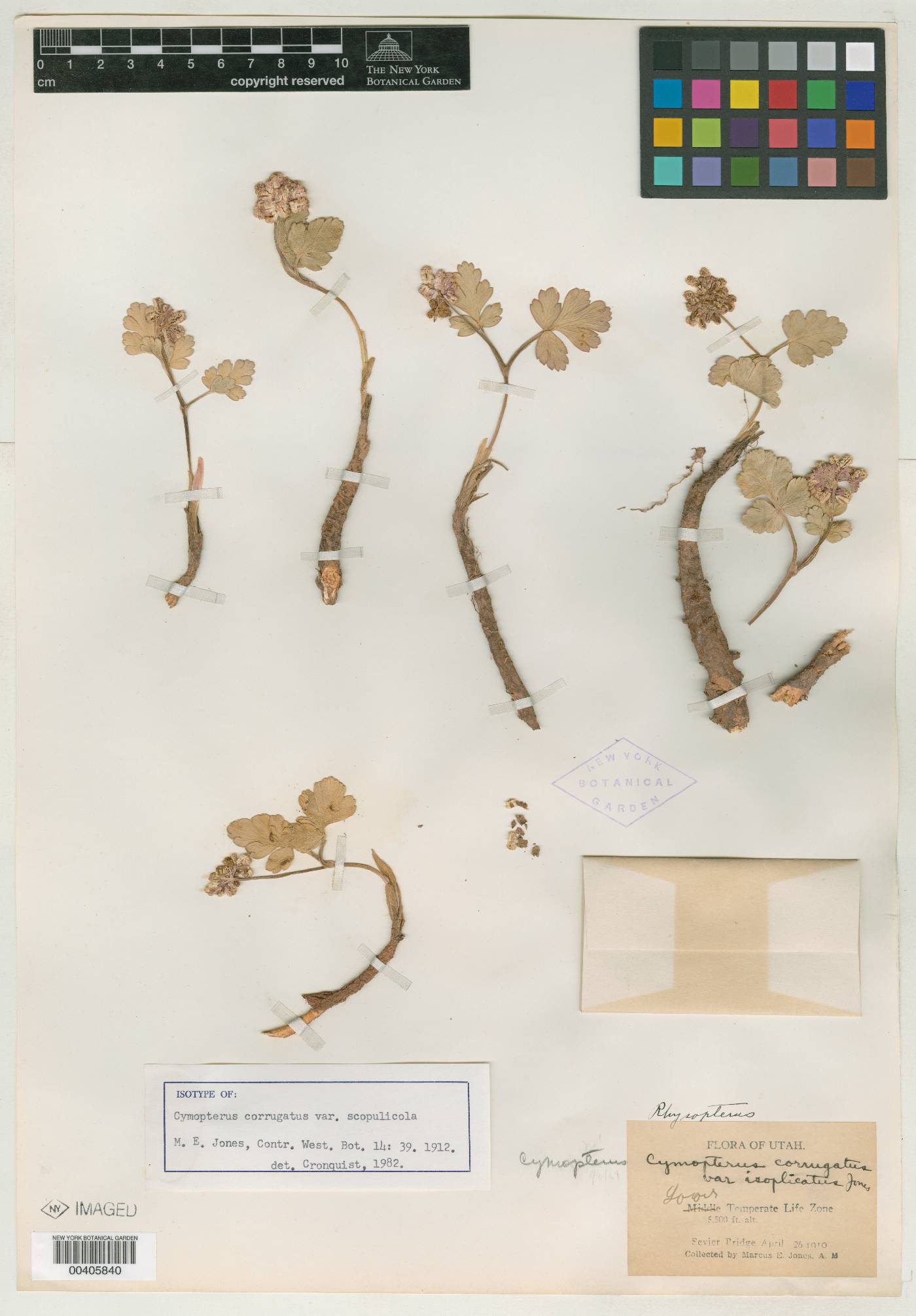 Cymopterus corrugatus var. scopulicola image