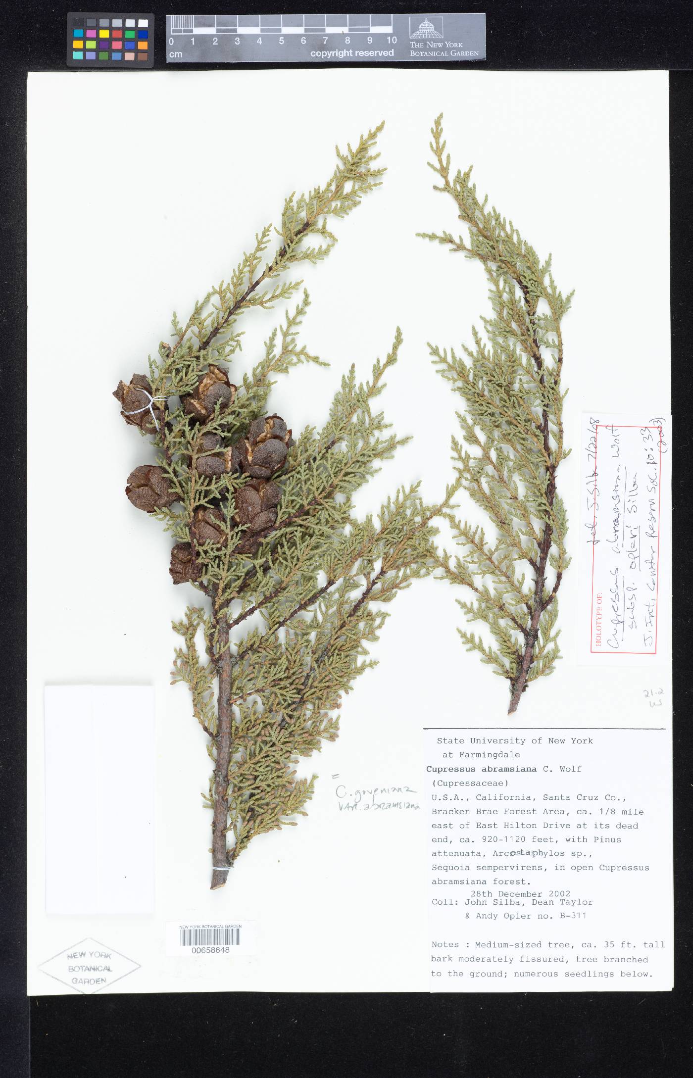 Cupressus abramsiana subsp. opleri image