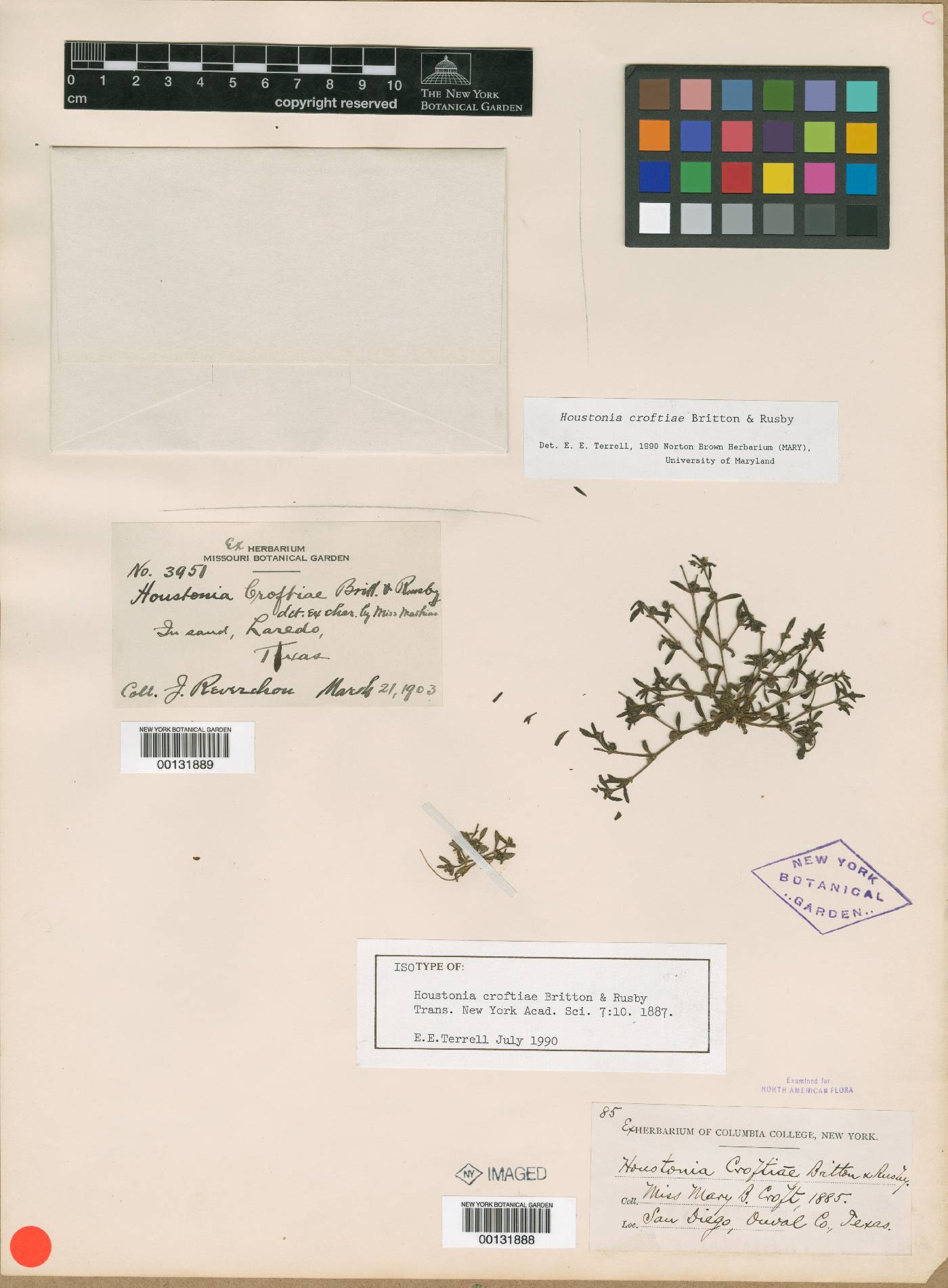 Houstonia croftiae image