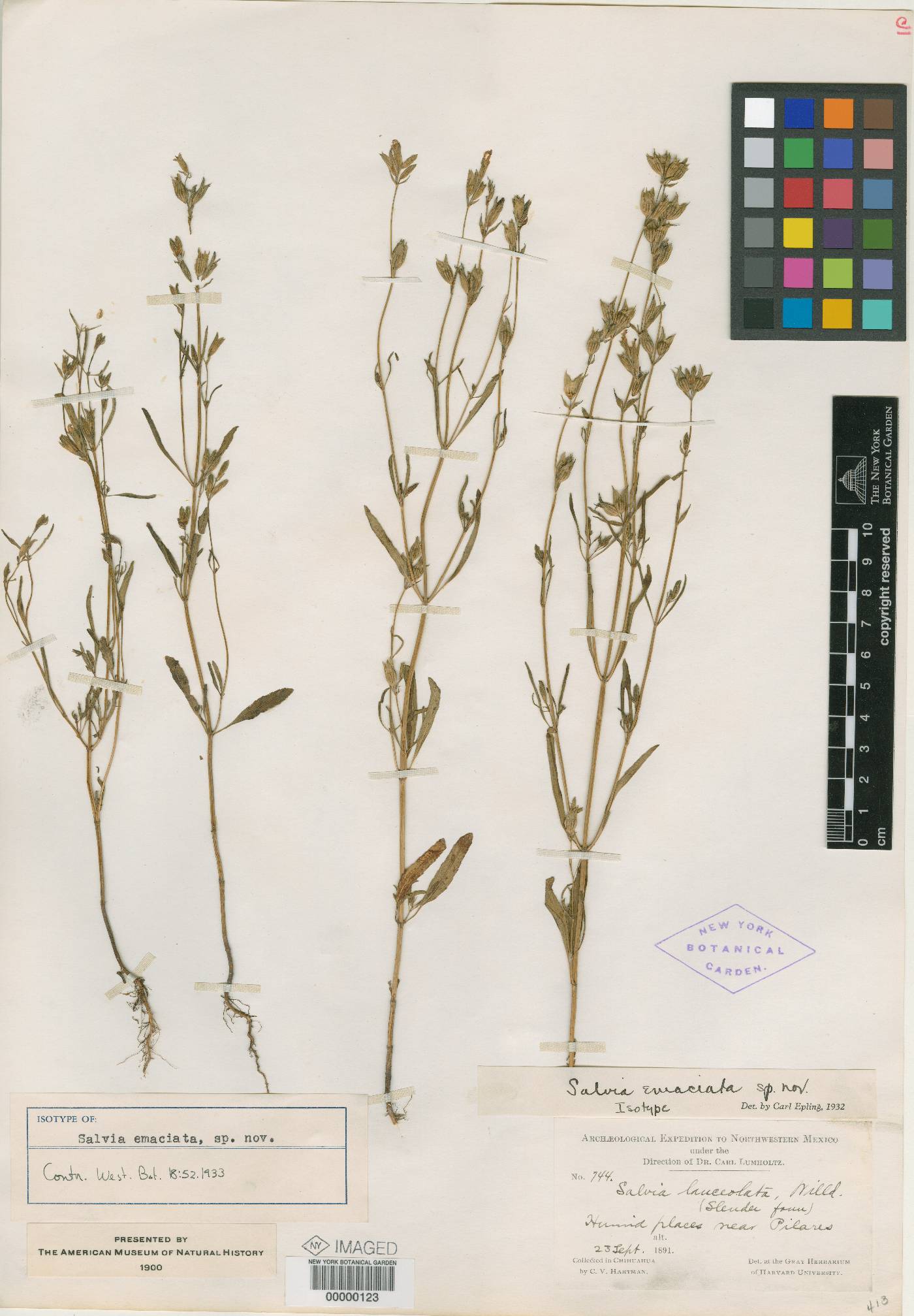 Salvia emaciata image