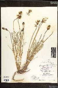 Astragalus riparius image