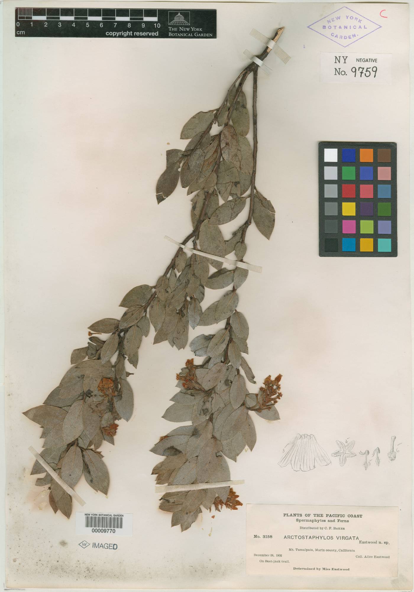 Arctostaphylos virgata image
