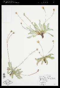 Crepis runcinata image