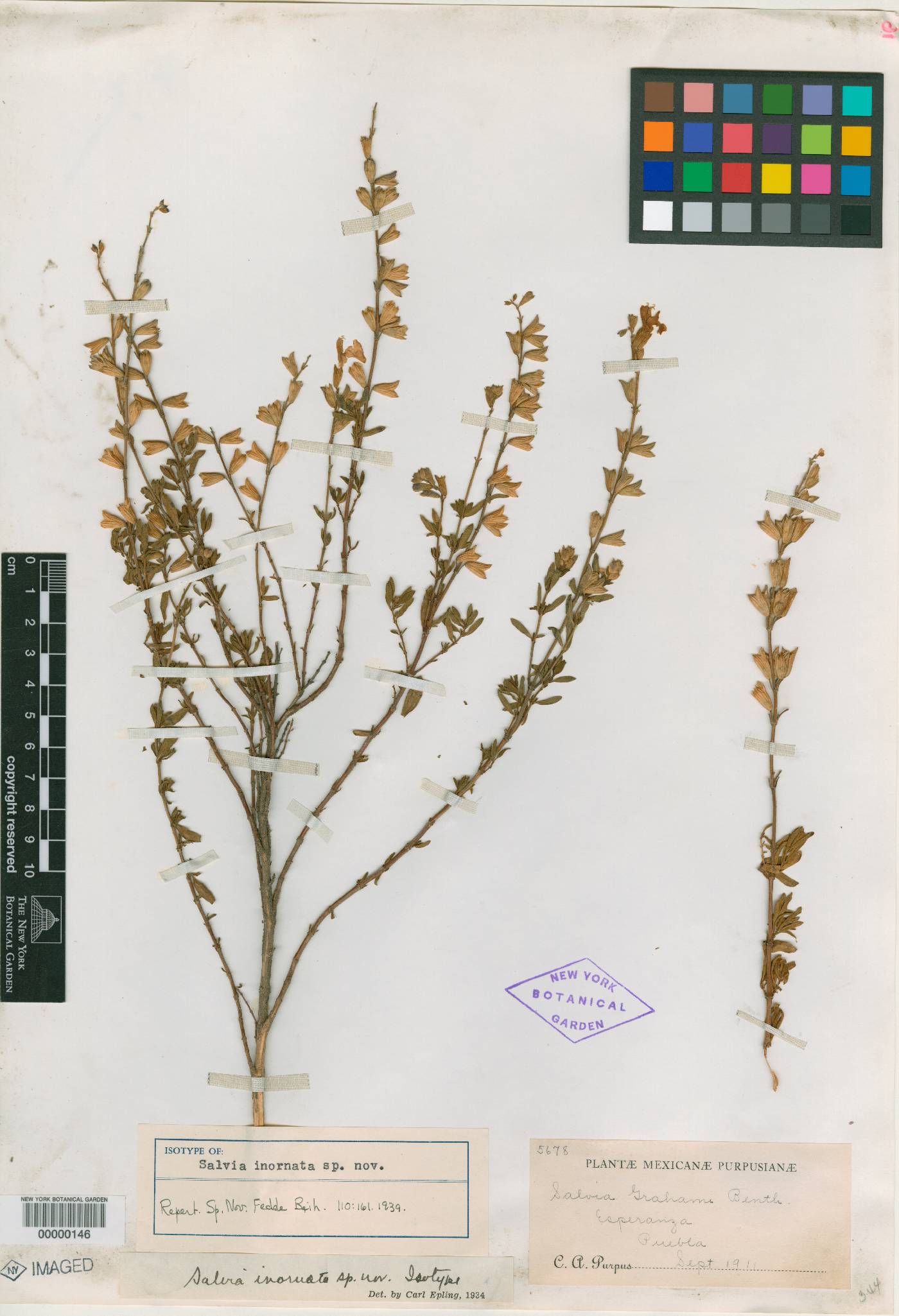 Salvia inornata image