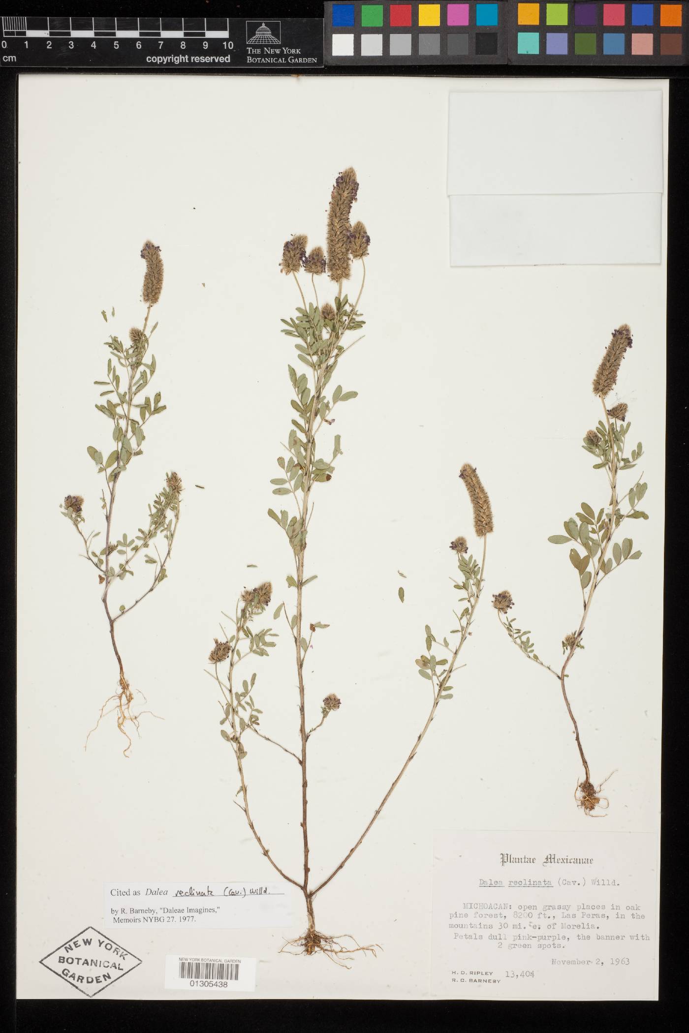 Dalea reclinata image