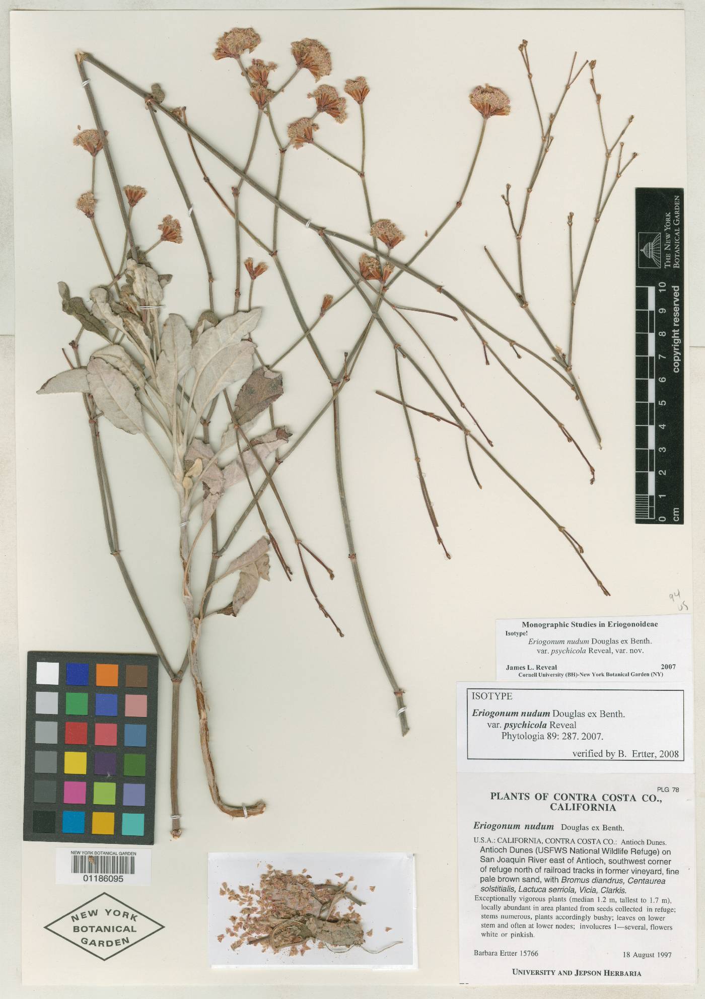Eriogonum nudum var. psychicola image