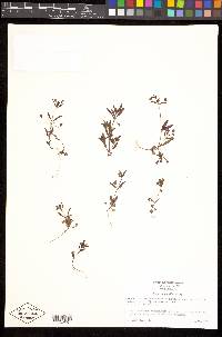 Collinsia parviflora image