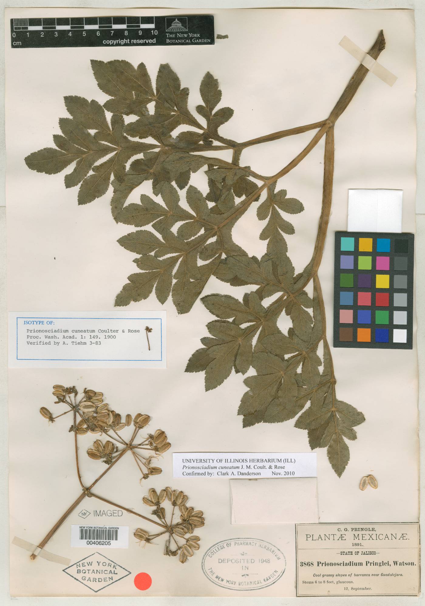 Prionosciadium cuneatum image