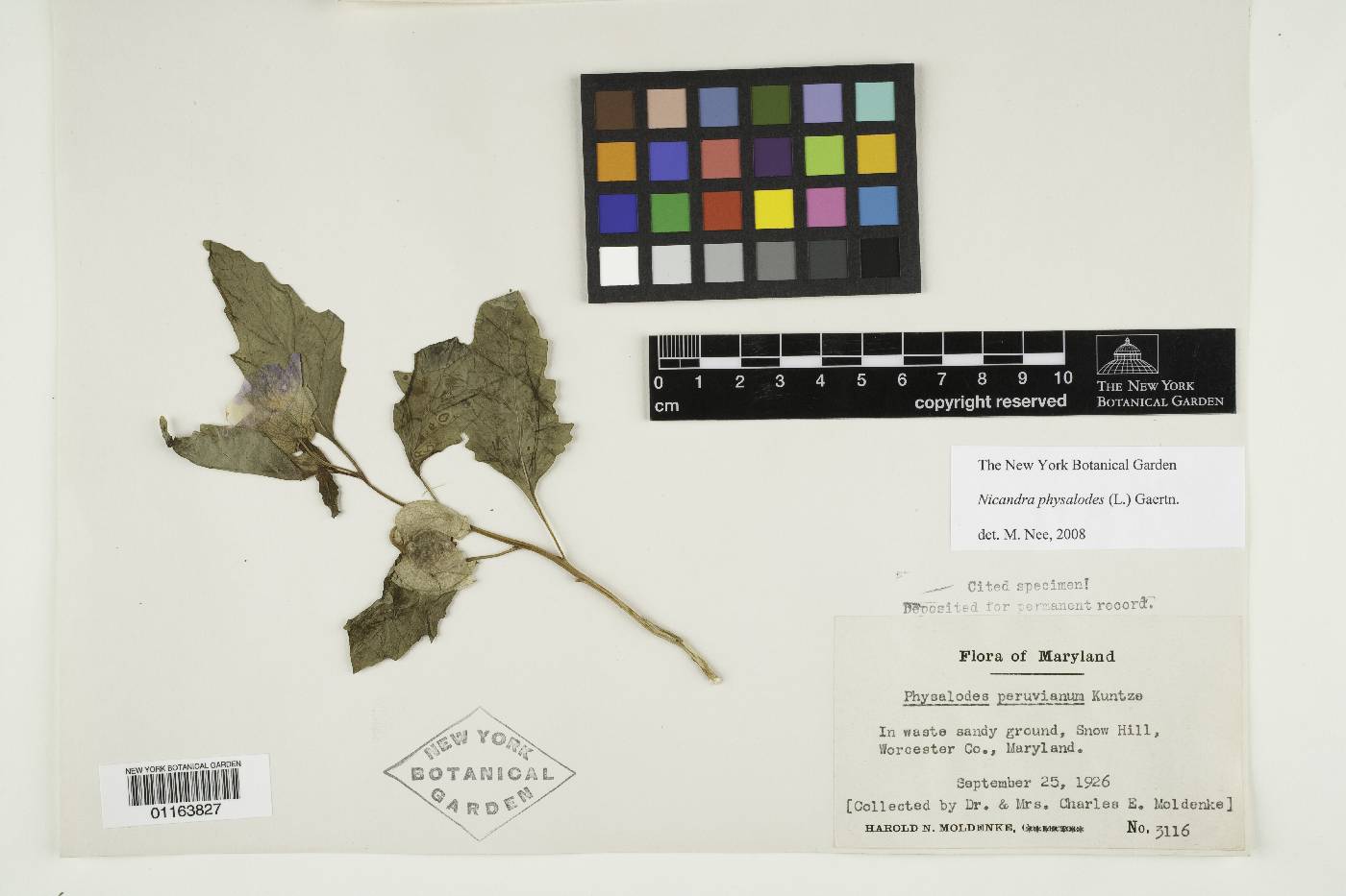 Nicandra physalodes image