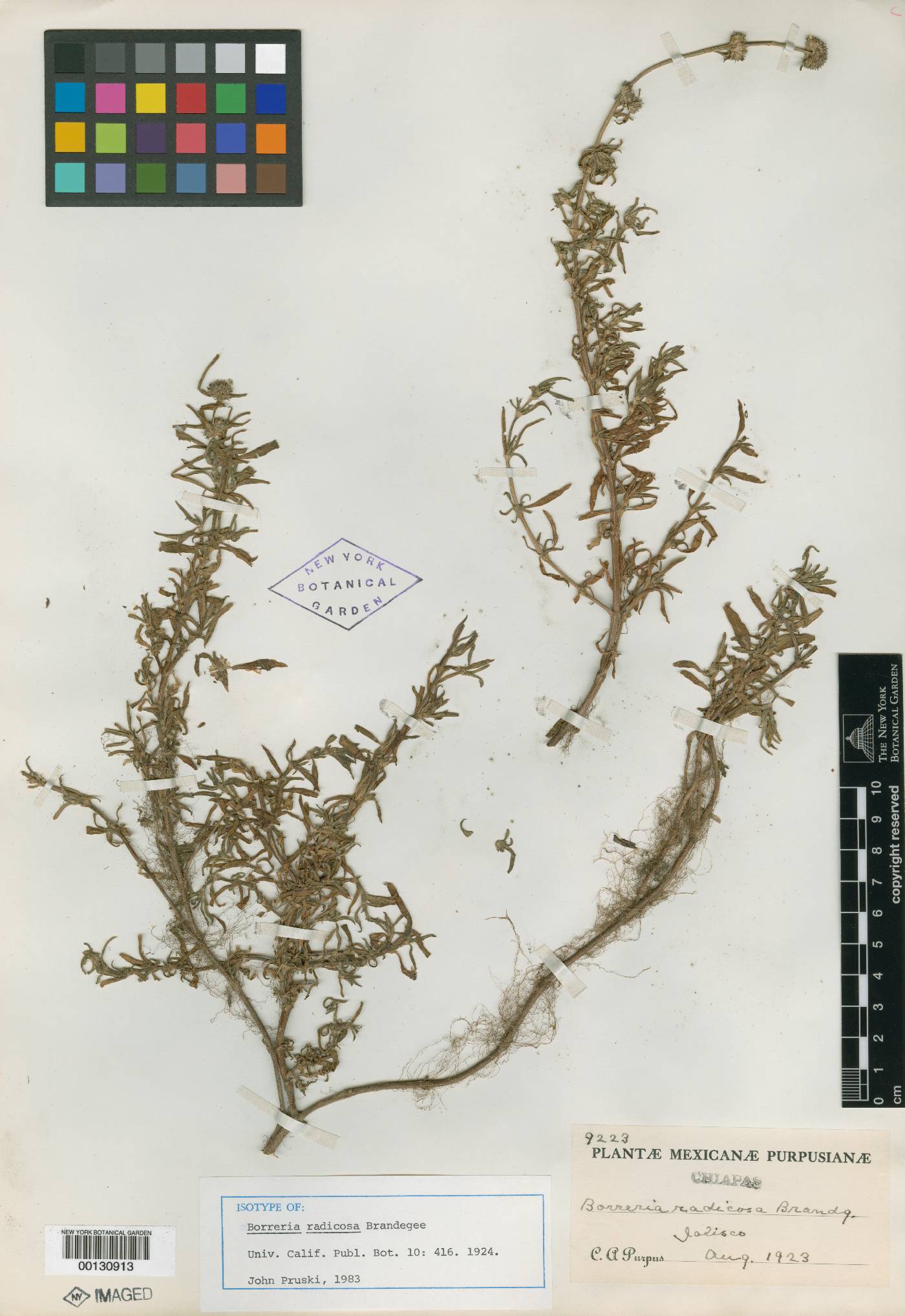 Spermacoce densiflora image