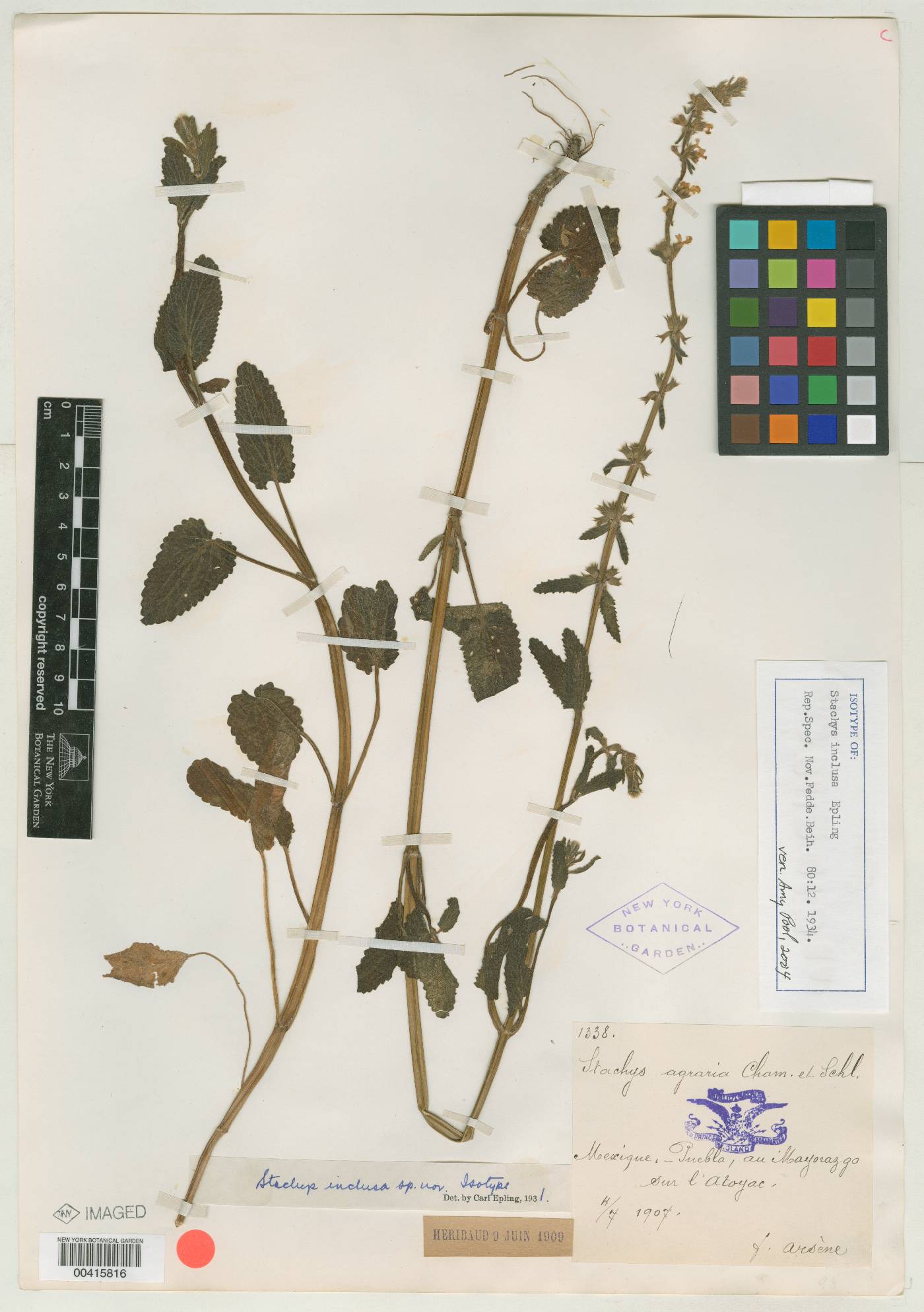 Stachys inclusa image