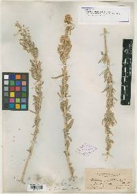 Atriplex pabularis image