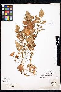 Solanum verrucosum image