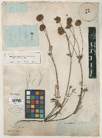 Eriogonum polyanthum image