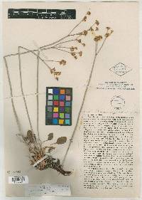 Eriogonum saxicola image