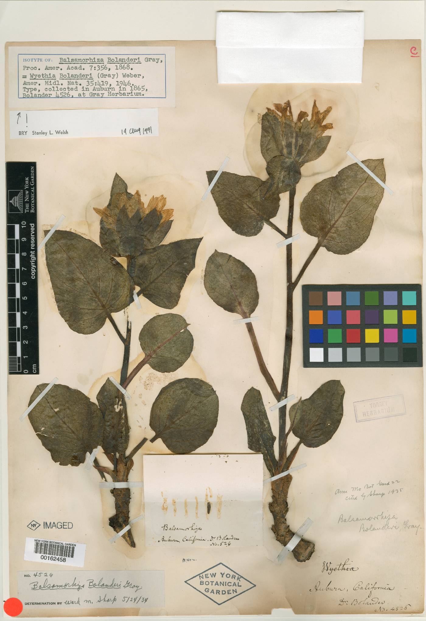 Balsamorhiza bolanderi image
