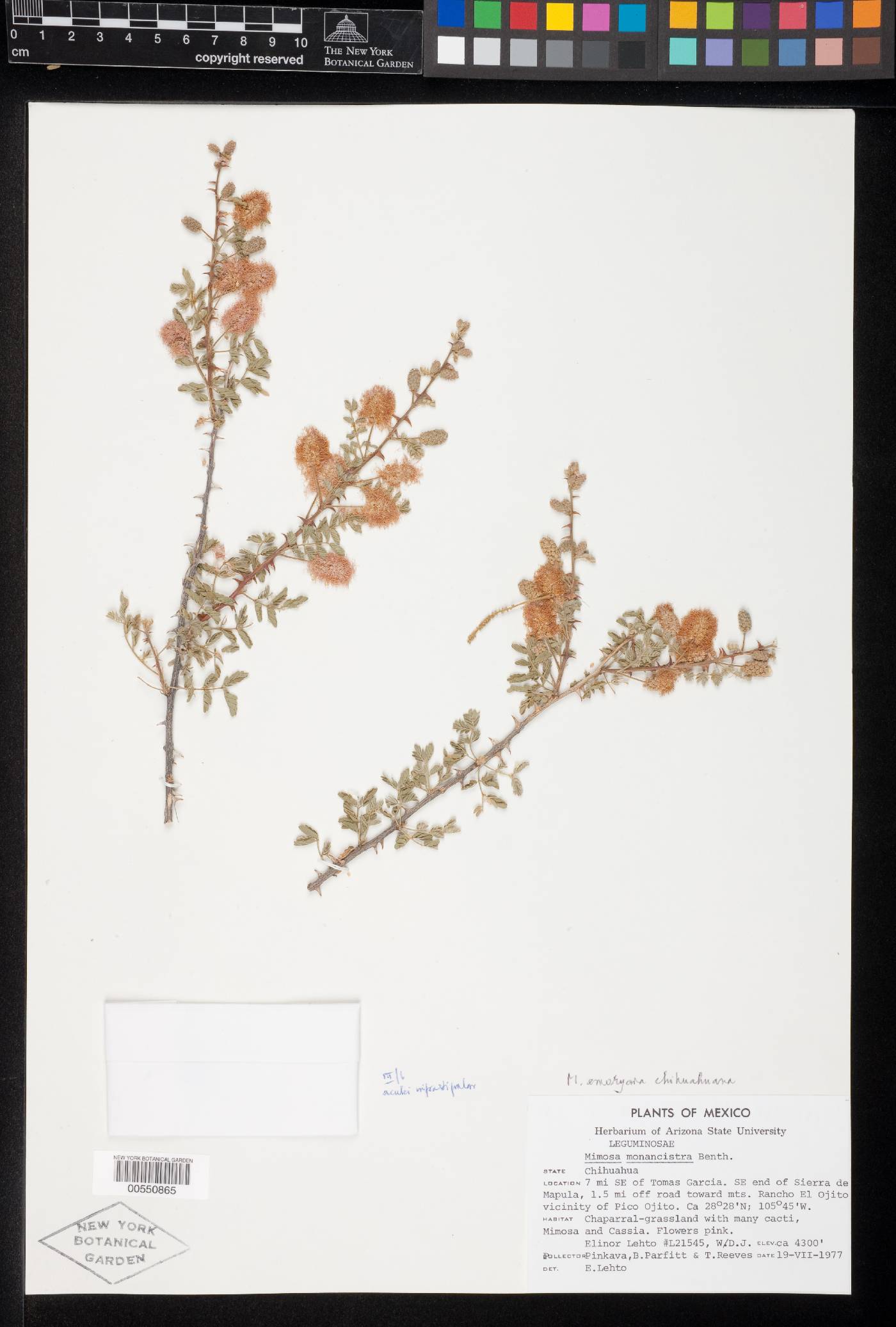 Mimosa emoryana var. chihuahuana image