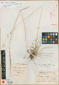 Carex abramsii image