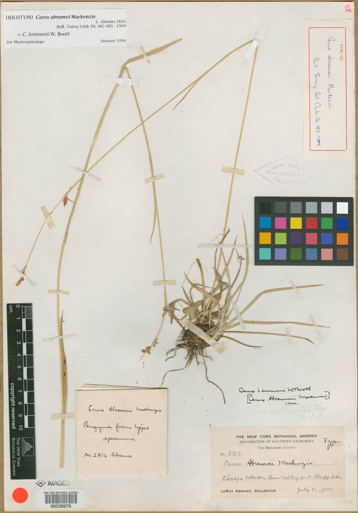 Carex abramsii image