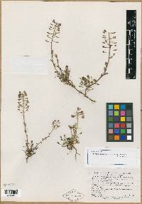 Noccaea fendleri subsp. siskiyouensis image