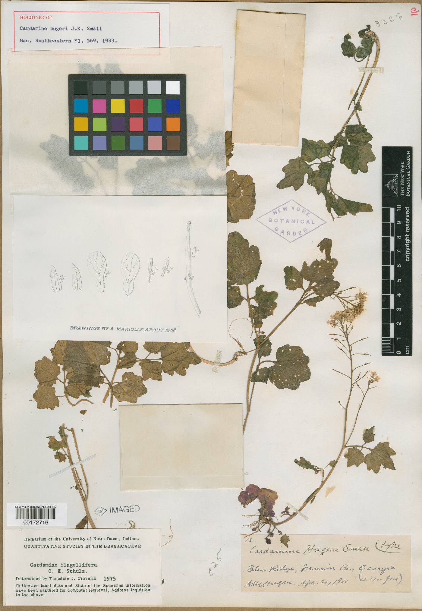 Cardamine hugeri image